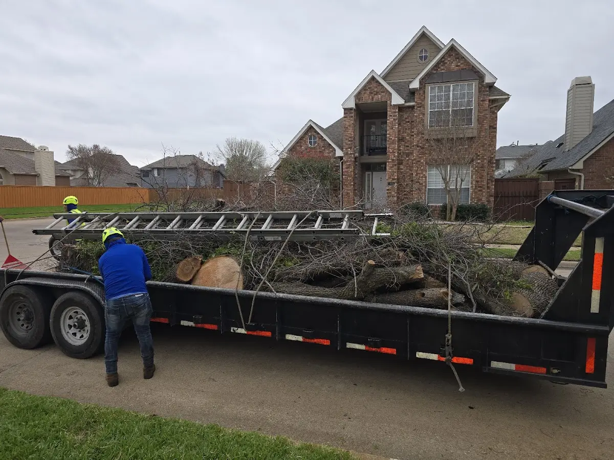Expert Tree Fertilization with proper safety equipment in Seaford